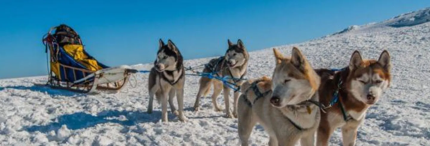 Hundspann med Adventure Huskey 