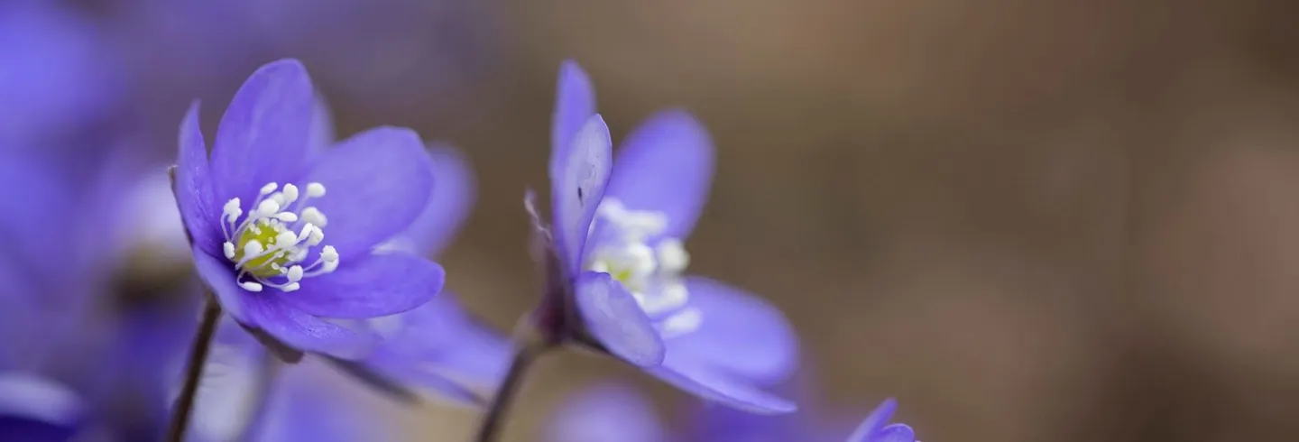 Musikcafé i vårtid - Björkbergskören