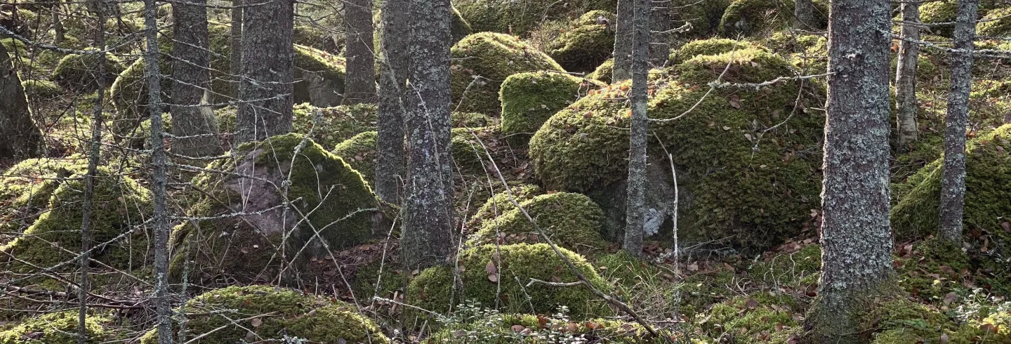 Forntidsvandring till Hedningahällan 