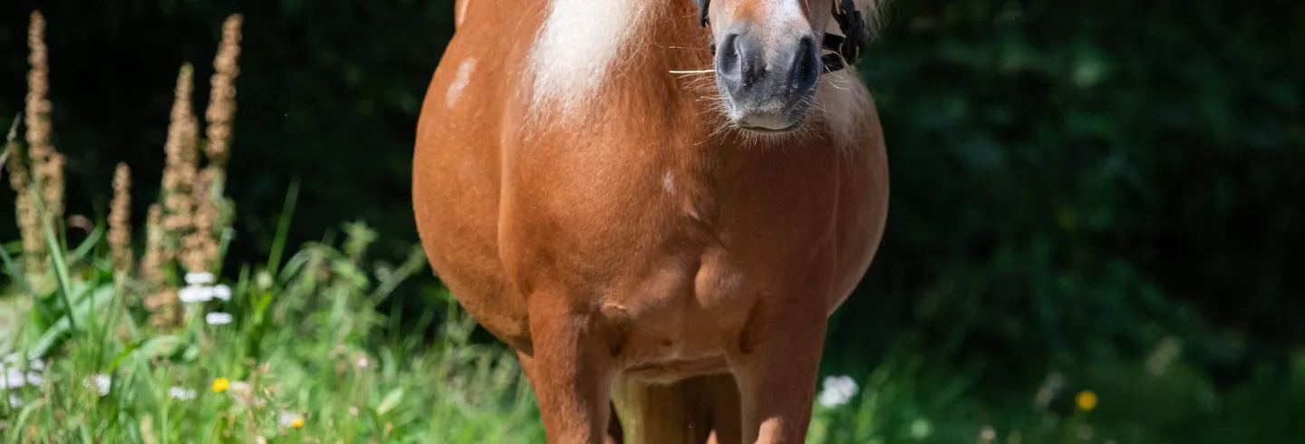Ridkurs för de minsta barnen