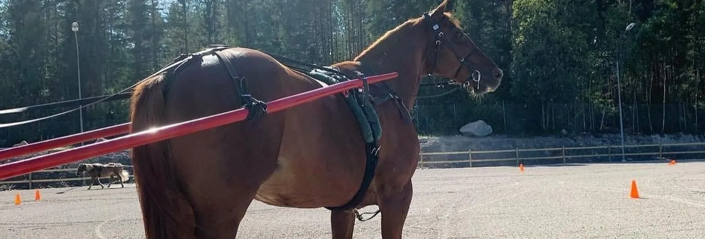 Nybörjargrupp för vuxna på travskolan