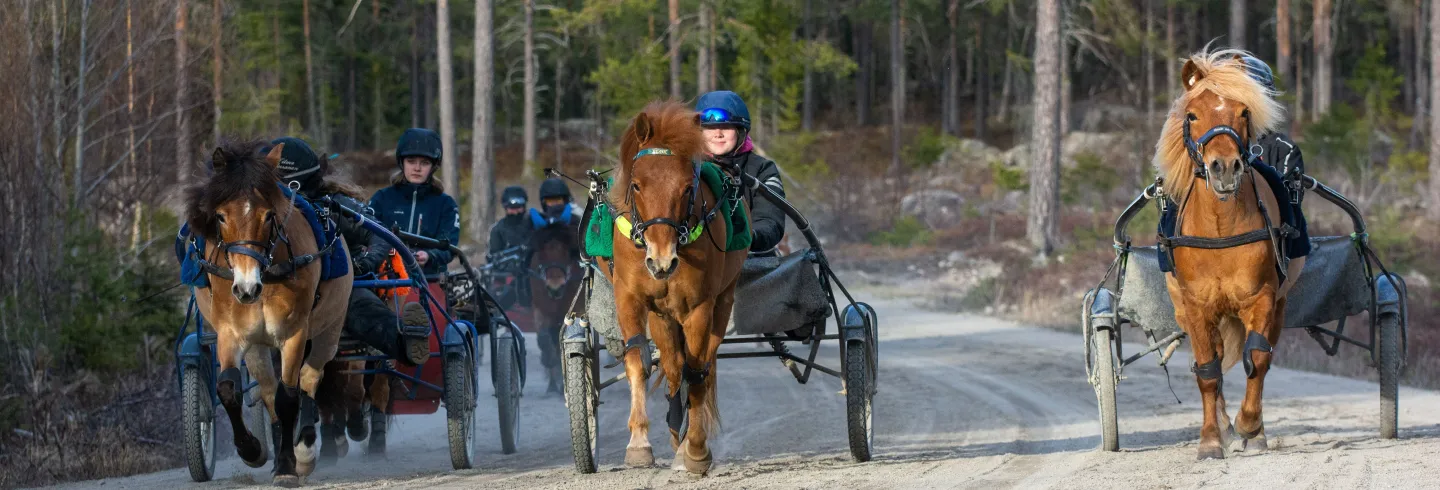 Nybörjargrupp för vuxna på travskolan