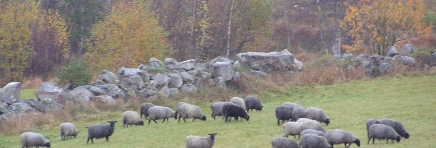 Berglocks Fårgård/Ateljé Berglock