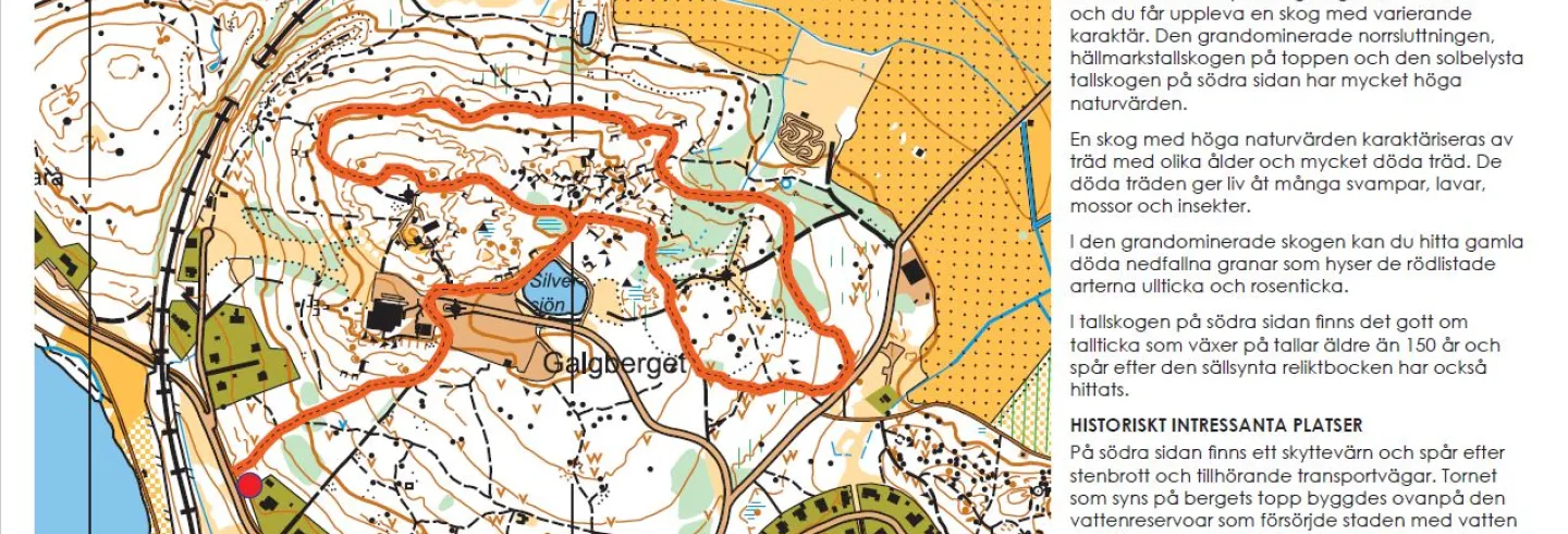 Galgberget- skogen mitt i stan