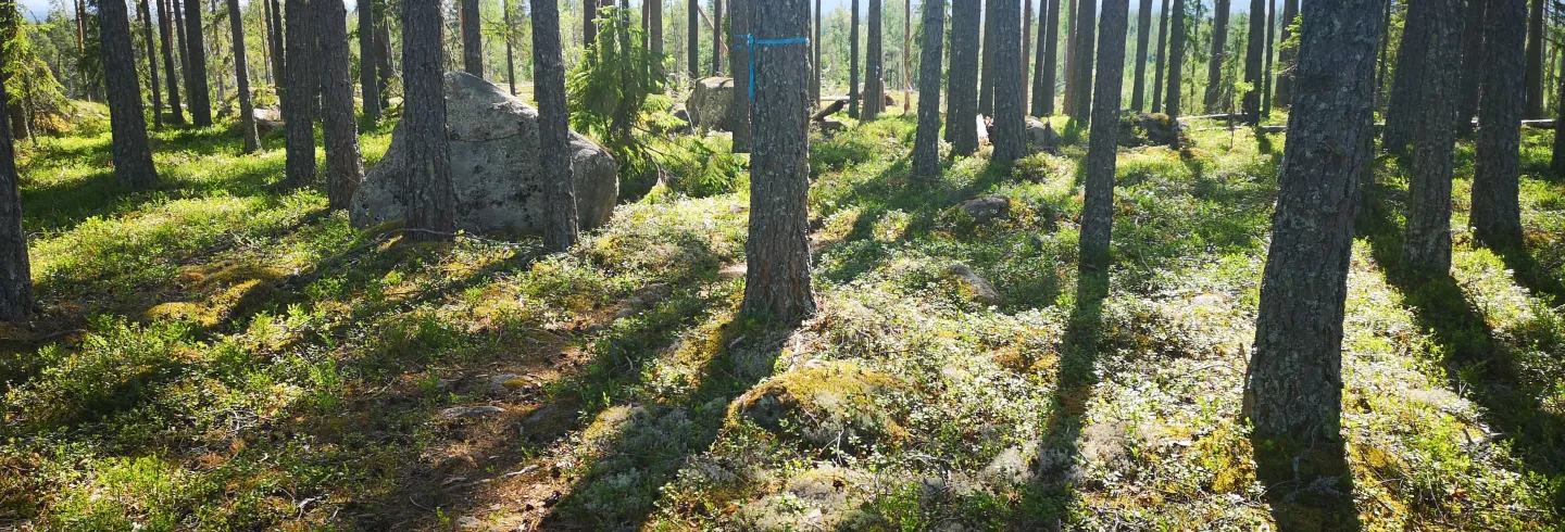 Elljusspåret Delsbo (Lighted Trail) 