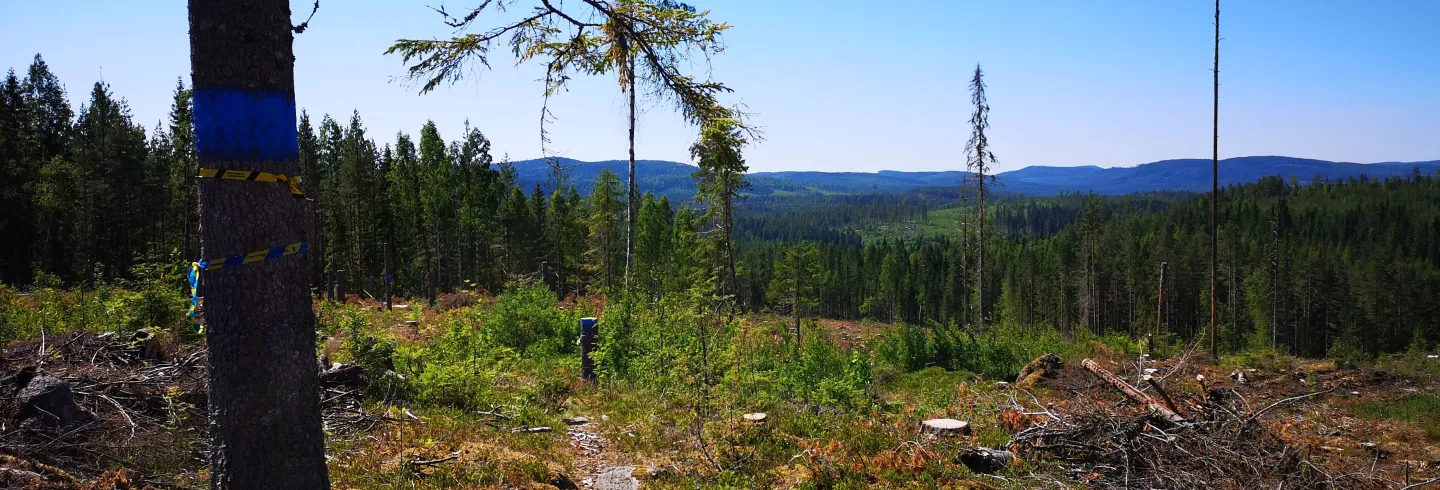 Utsikt från vandringsled