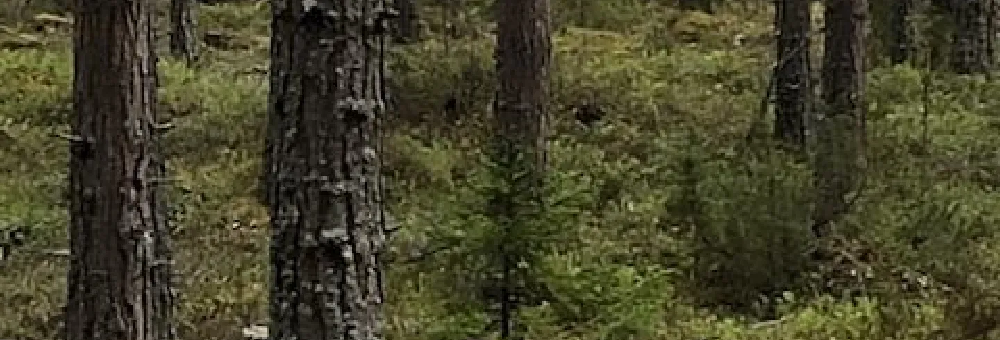 Dellenbygdens Naturhälsa