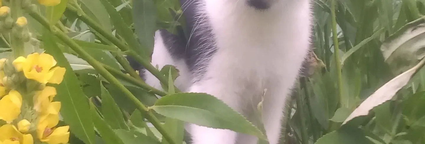 Som kattunge lekte hon gärna i den hamlade pilen