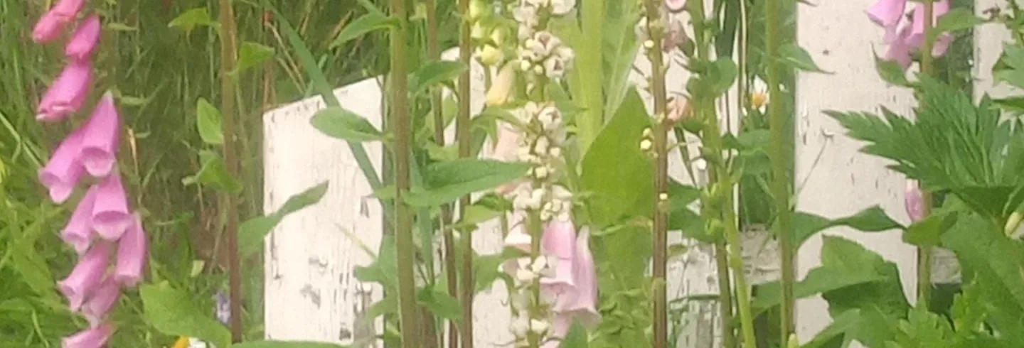 Här samsas den franska kungsljuset med fingeborgsblommor