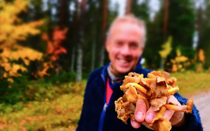En person som visar upp kantareller som den plockat