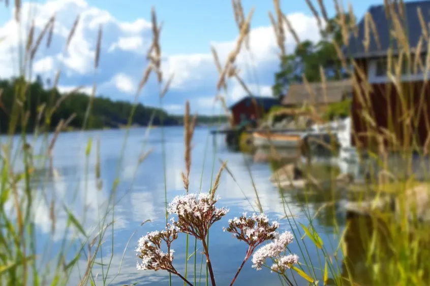 blommor i förgrunden med vatten bakom