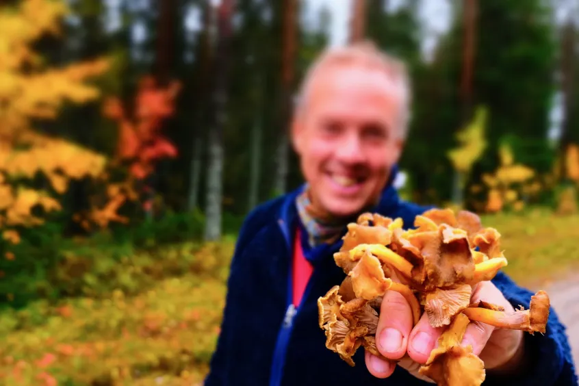 En person som visar upp kantareller som den plockat
