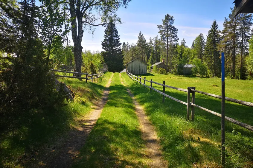 Skogsbilväg med gräs mellan två hagar med trästaket. Solig sommardag.