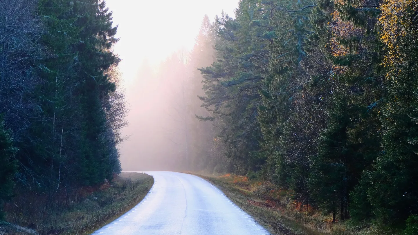 Landsväg genom skog