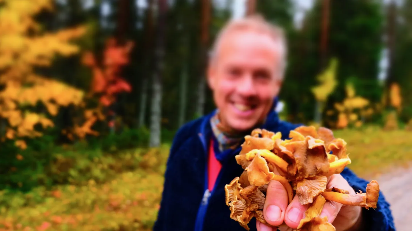 En person som visar upp kantareller som den plockat